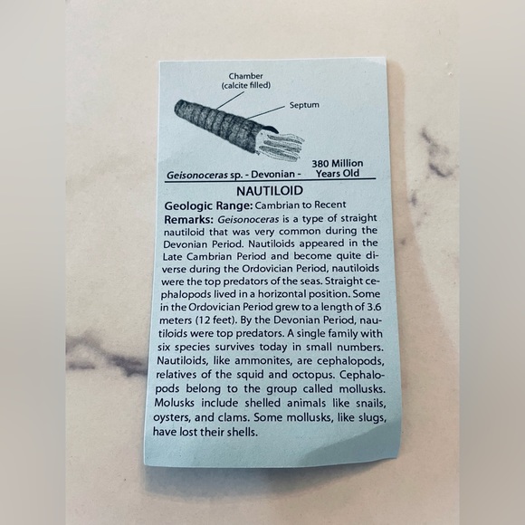 🦕 Educational Fossils Set: dinosaur, ammonite, petrified wood, etc. Geol… - Picture 11 of 16